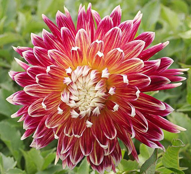 3_dahlias_flower_most_beautiful_flowers_in_the_world_2017_2018