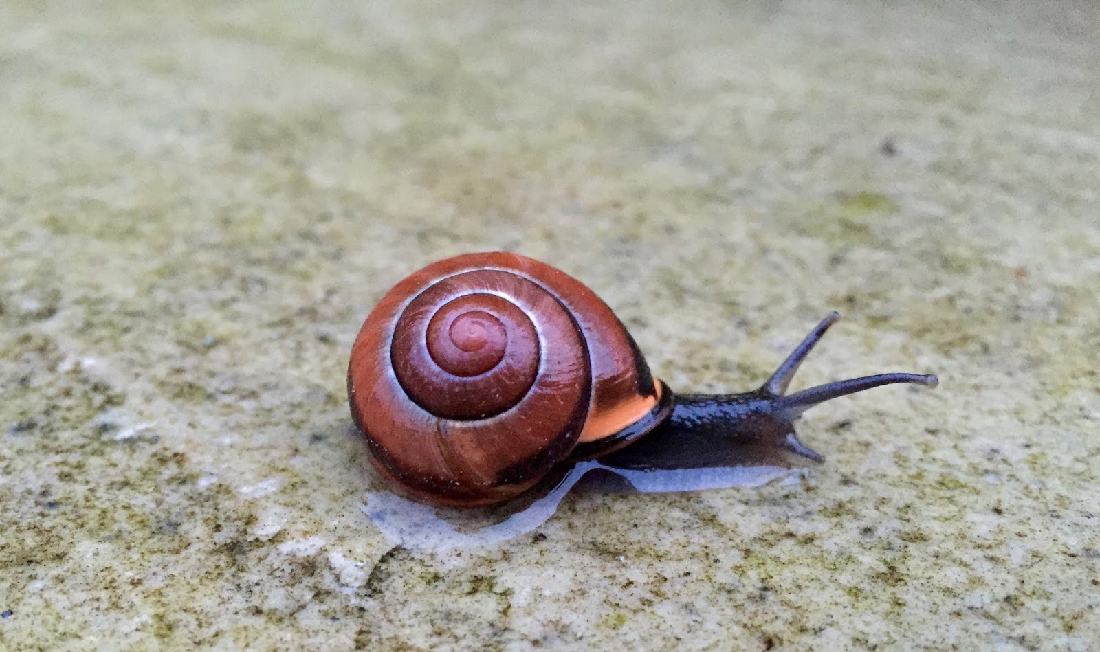Texas to the Thames A Trail of Snails
