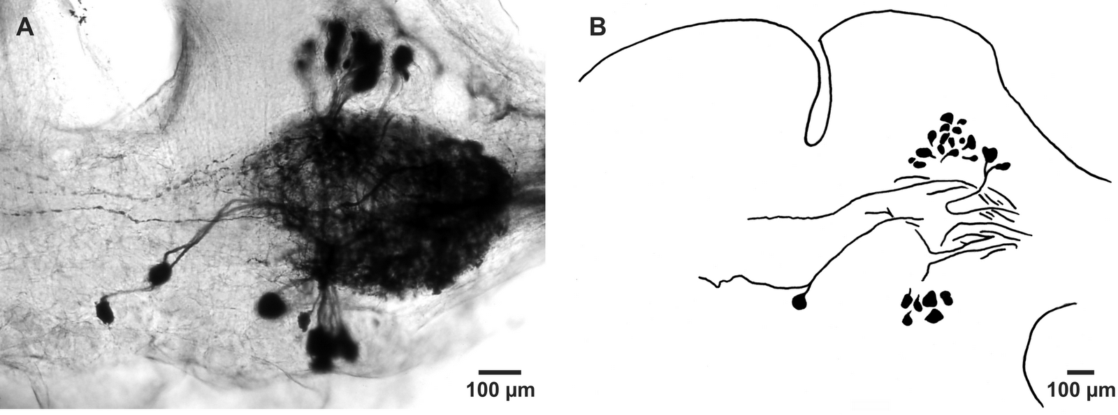 NeuroDojo The distal leg motor neurons of slipper lobsters, Ibacus spp