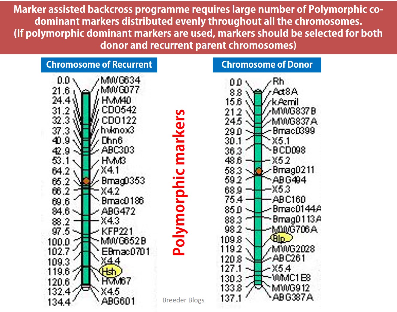 Breeder Blogs Illustrative explanation of behind Marker