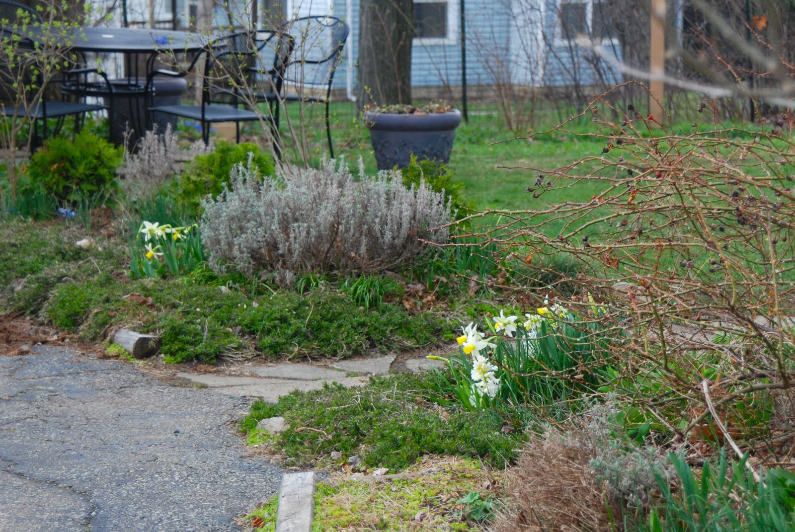 Wife, Mother, Gardener: Garden Blogger's Bloom Day ~ April 2011