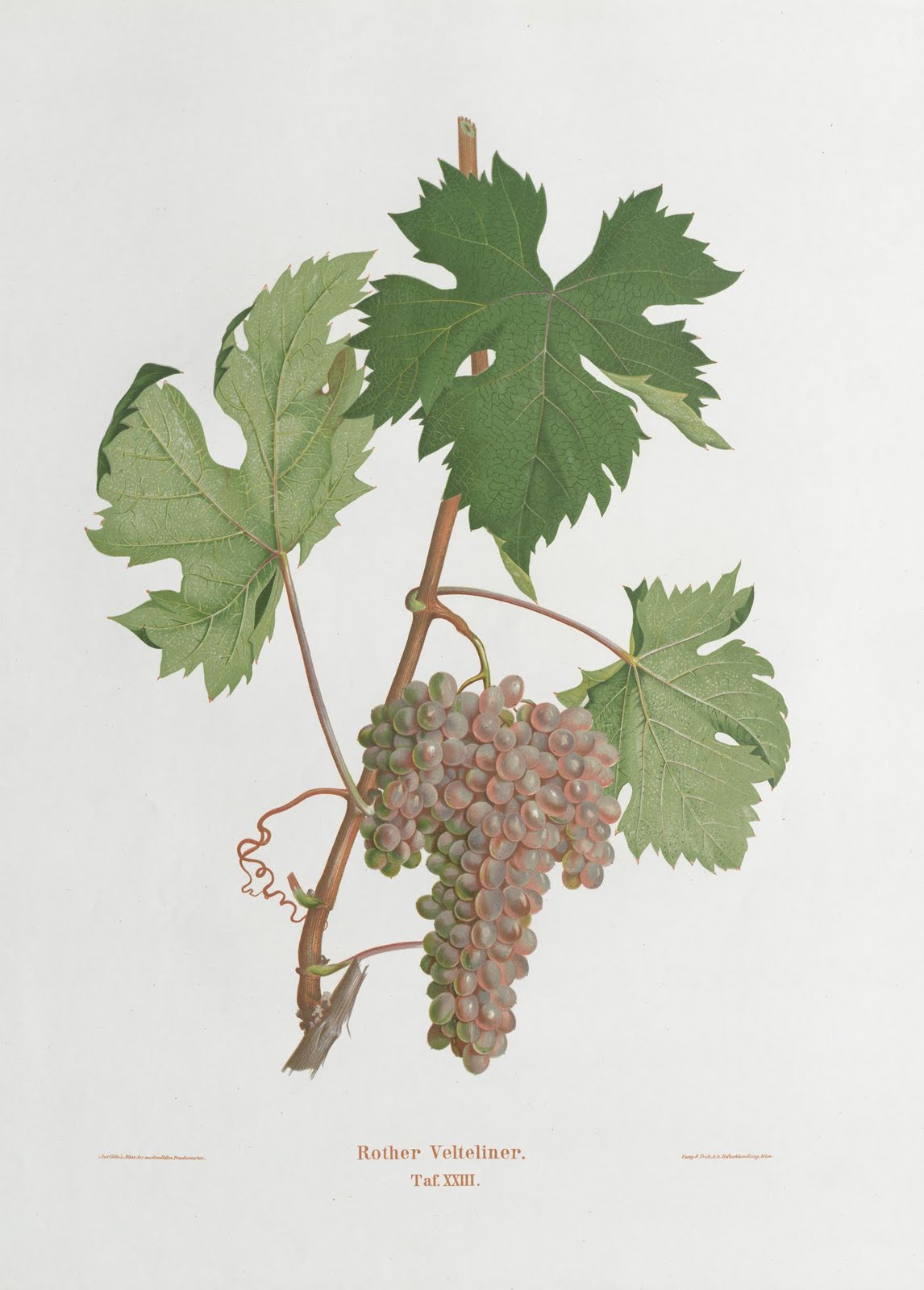 book illustration of bunch of grapes