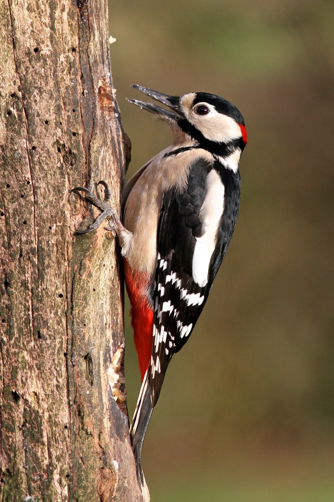 TrogTrogBlog: Bird of the week - Great spotted woodpecker