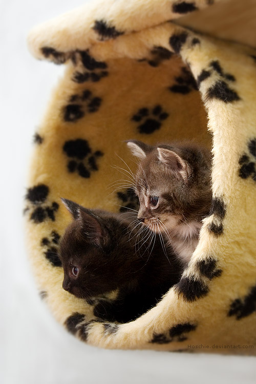 25 Cute kitten pictures | Amazing Creatures