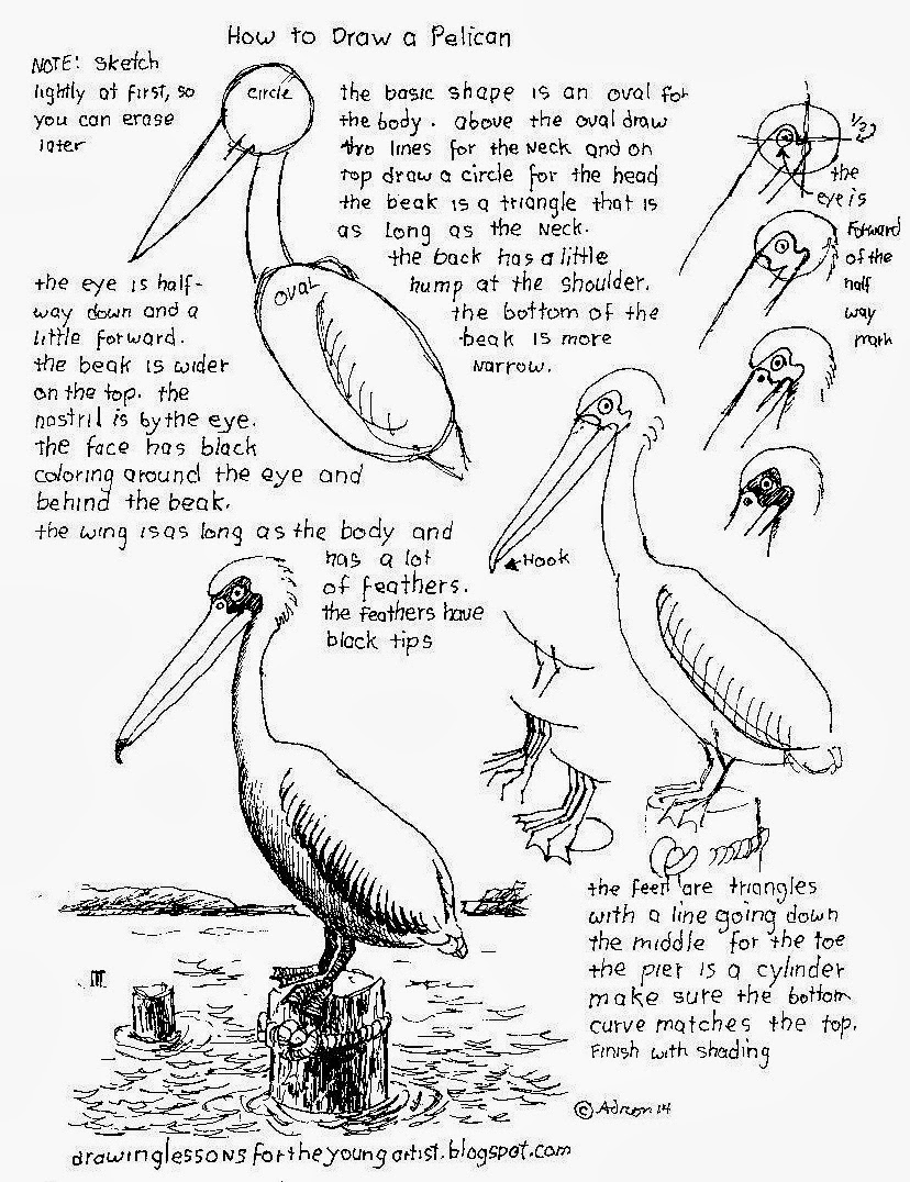 How to Draw Worksheets for The Young Artist How To Draw A Pelican on a