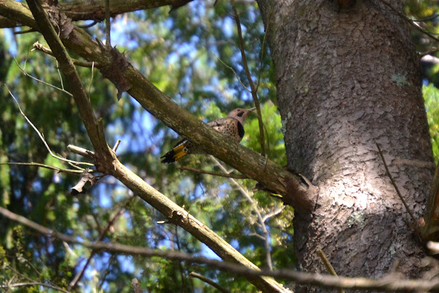 Woods Walks and Wildlife: Fall Brings Some Familiar Faces