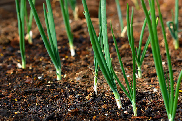 چۆنیەتی چاندنی پیاز Onions-in-garden