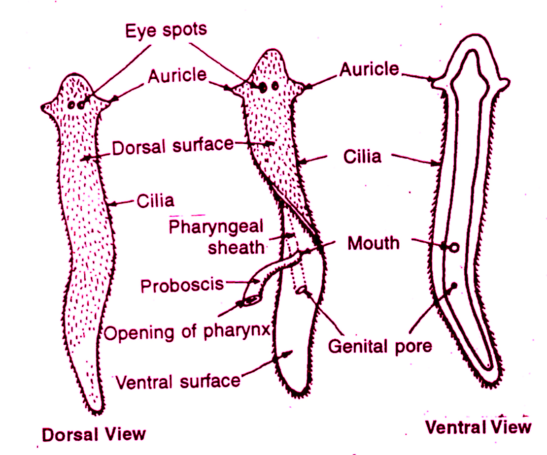 platyhelminthes phylum chart)