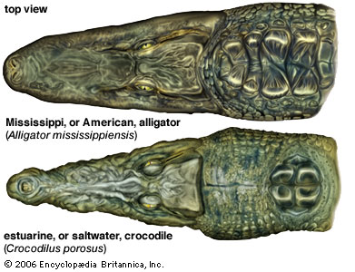 crocodile+snout.jpg