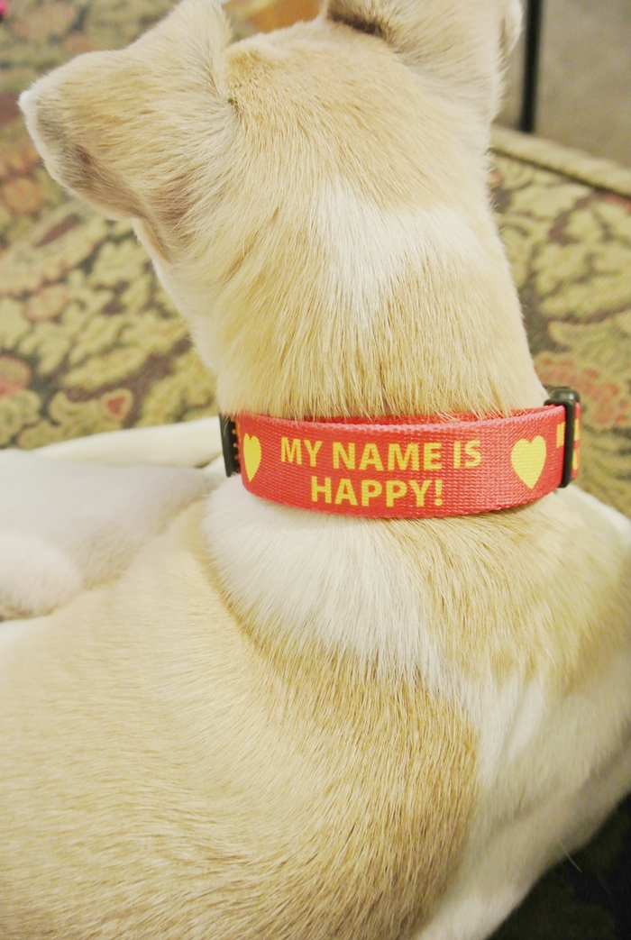 custom dog collar