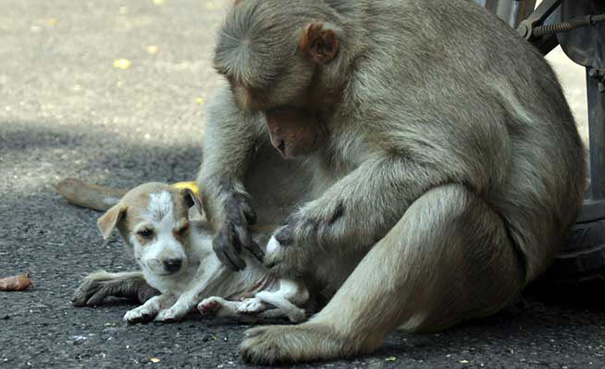 Un mono adopta a un perrito y lo cuida como si fuera su propio hijo