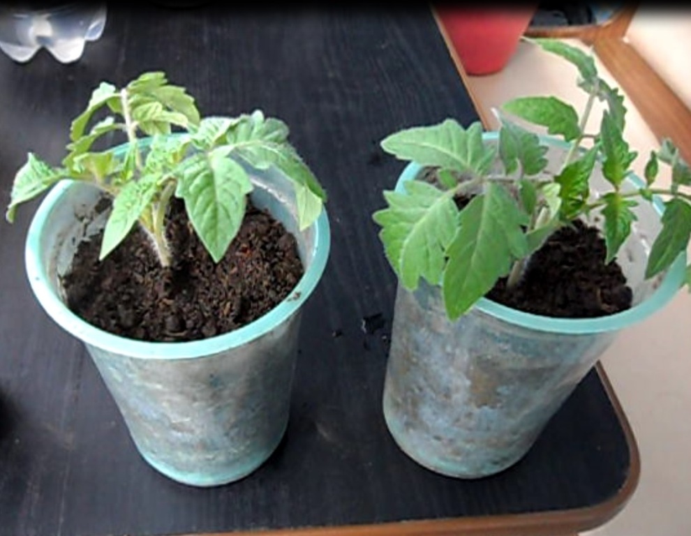 рассада помидор в воде. обрезание рассады помидоров. черенок помидора. рассада помидор в воде. полив рассады.