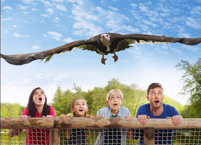 2016 Bellewaerde Keyvisual Roofvogeldemo 1