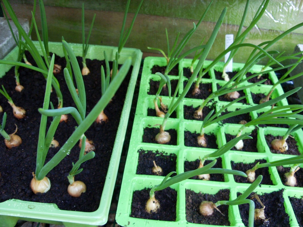 Kelli's Northern Ireland Garden Suttgarter Onions from start to finish