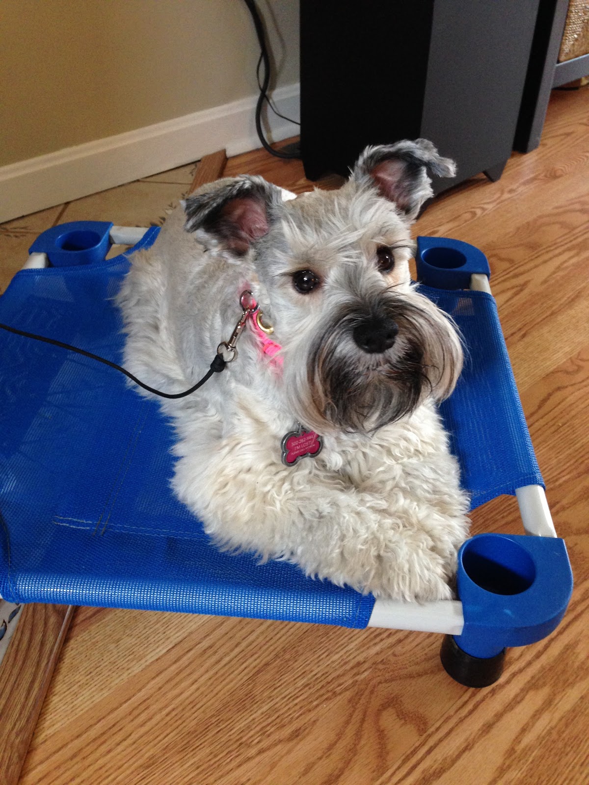 My Schnauzer Addiction 8 Signs You Have an Aggressive Puppy (2/6/17