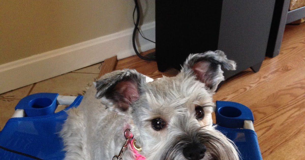 My Schnauzer Addiction 8 Signs You Have an Aggressive Puppy (2/6/17