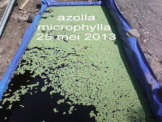 perkembangan azolla microphylla sangat subur dan cepat berkembang