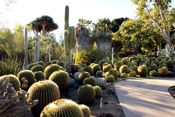 Mensajero Magistrado afeitado El Cuaderno de Campo: Cómo hacer un jardín de cactus y suculentas + Mini  jardines de cactus