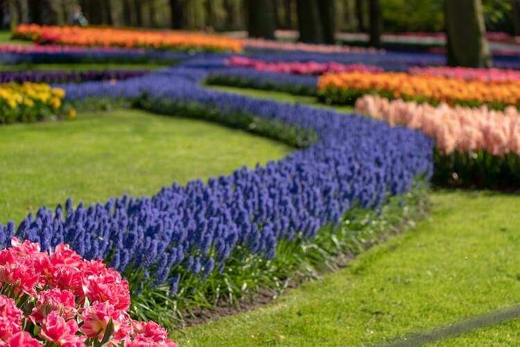The Spectacular 'Flower Stream' Garden In Holland Bursts With Seven Million Colorful Blooms
