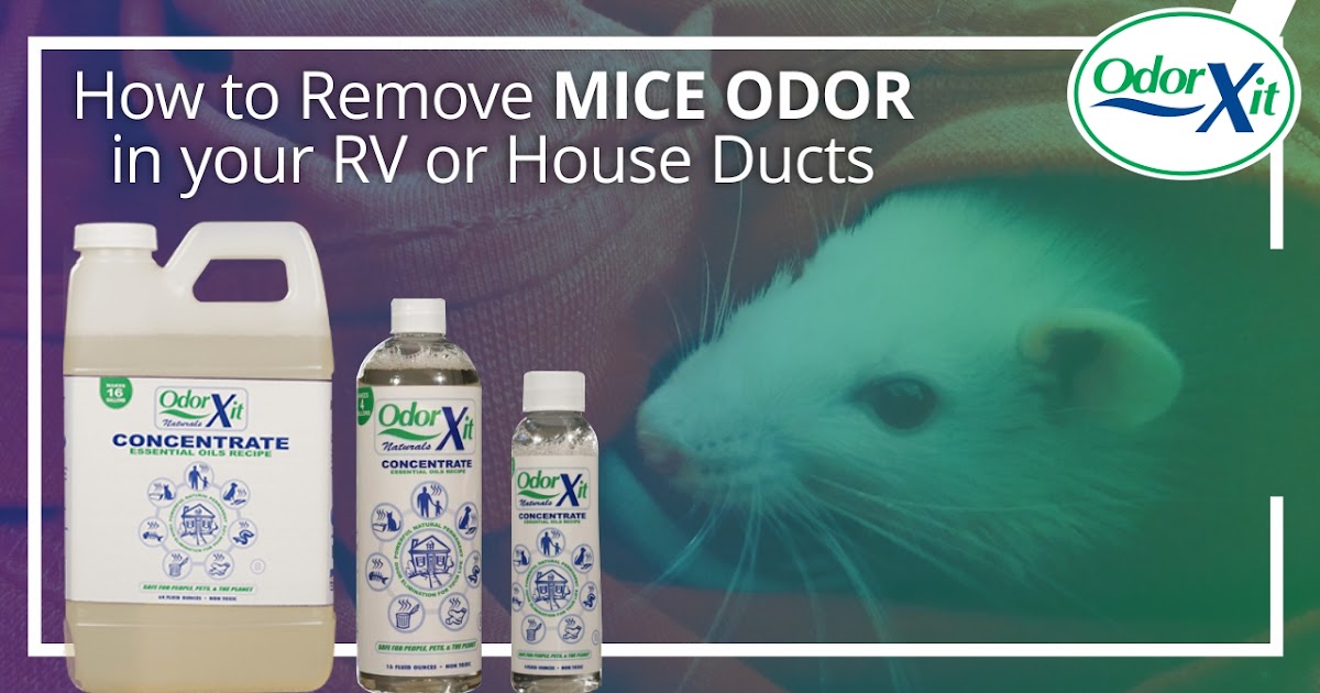 How to Remove Mice Odor in your RV or House Ducts