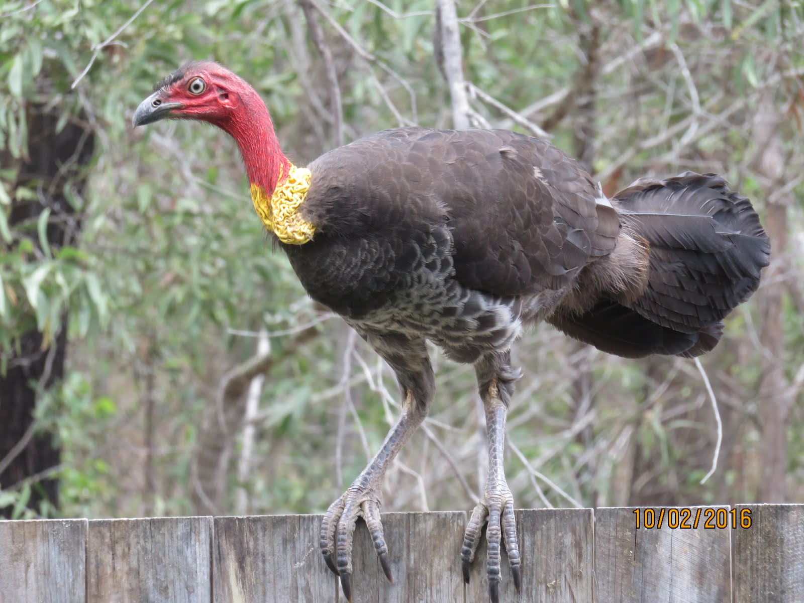 Yates in Brisbane Bush Turkey for Thanksgiving, Anyone?