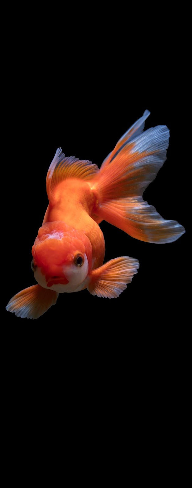 Photo of a goldfish. Photo of a goldfish.