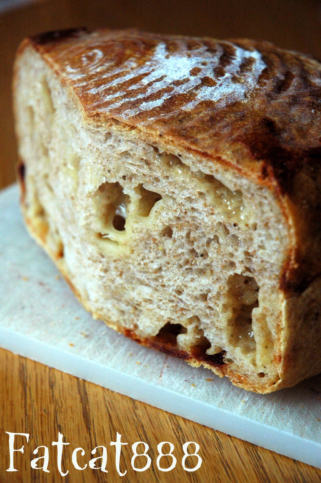 胖貓網誌 fatcat's blog No knead whole wheat cheese bread免揉全麥起司麵包