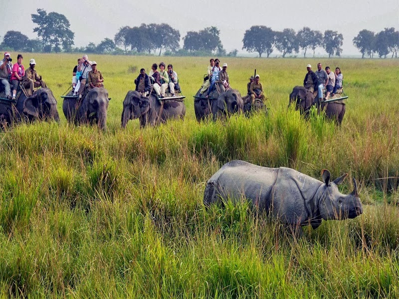 Kaziranga National Park - a world heritage site, the park hosts two-thirds of the world's Great One-horned rhinoceros.