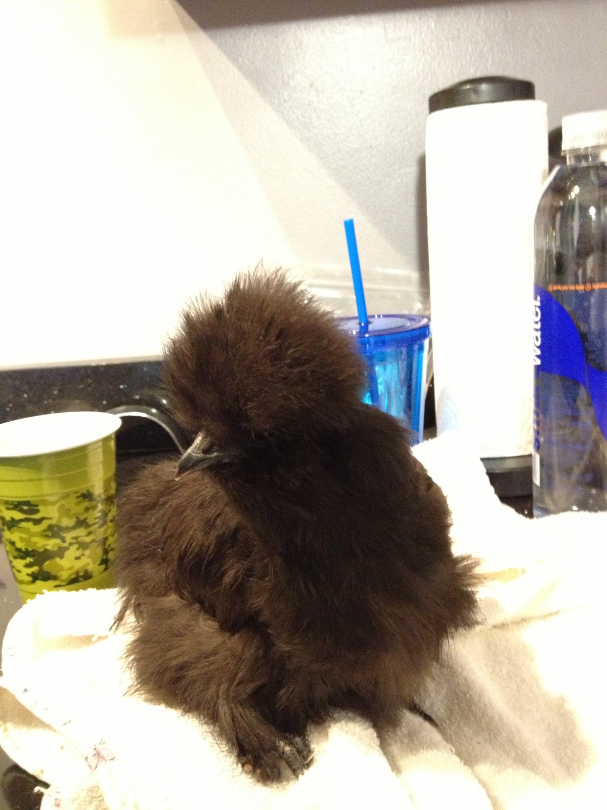 Funny chicken names, by color. Murano Chicken Farm