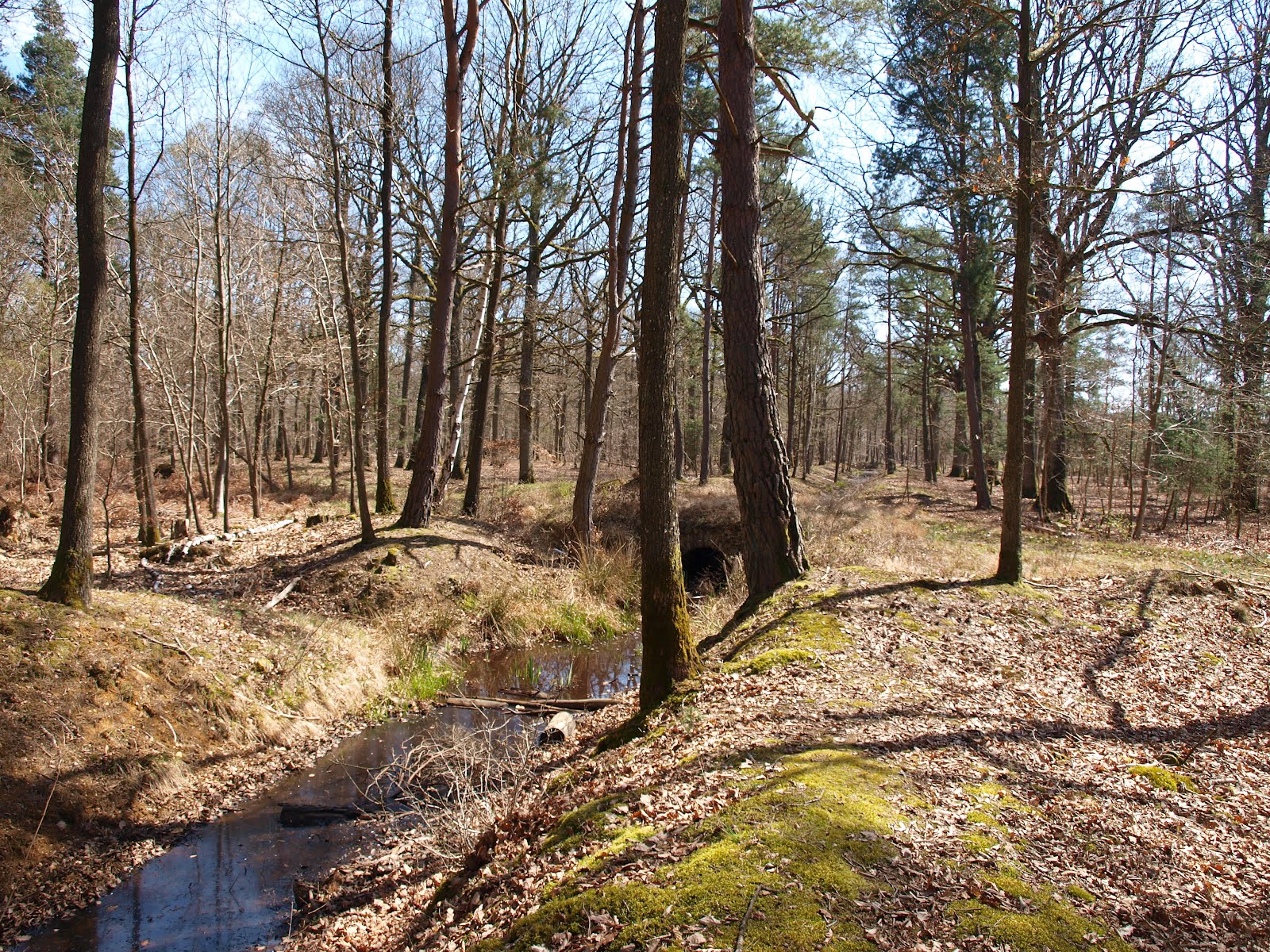 Les Plus Beaux Endroits De La Forêt De Rambouillet Le blog de Gabrielle Aznar: Un dimanche en forêt de Rambouillet