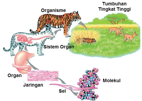 Organisme merupakan bagian hierarki struktur makhluk hidup yang membentuk organisasi kehid Sel sebagai Unit Struktural dan Fungsional Kehidupan