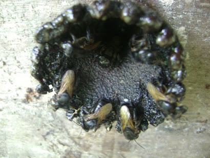 Entrada da rara Uruçu Boi (M. fugilinosa)