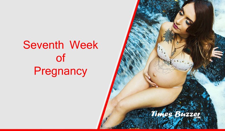 Seventh Week of Pregnancy