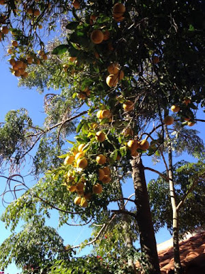 Lunchen onder sinaasappelbomen