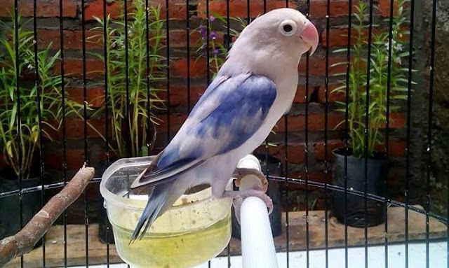 Prediksi Harga Lovebird 2019 2020 Apakah Akan Turun