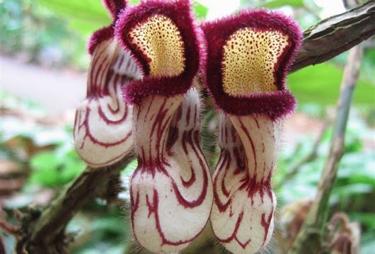 Image result for Dutchman's Pipe