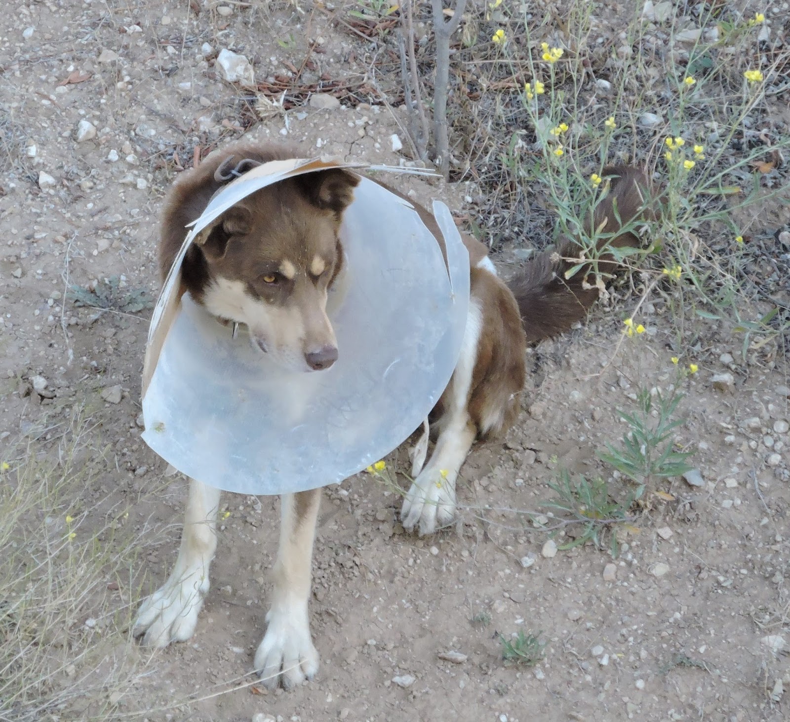 Ev köpeği ile sokak köpeği Acemidemirci