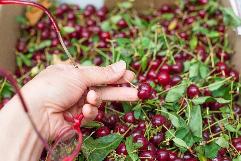 Apricot Sour Cherry Jam