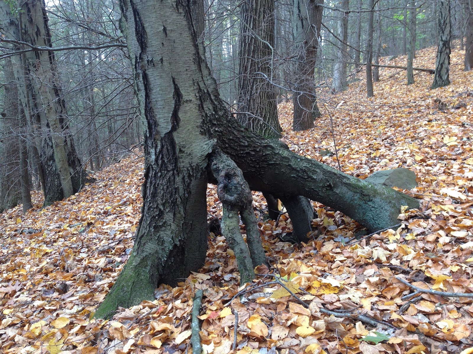 New England Forests Birch, Sweet Birch New England's Forest Birches