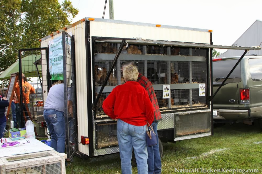 Natural Chicken Keeping The Chicken Swap Meet
