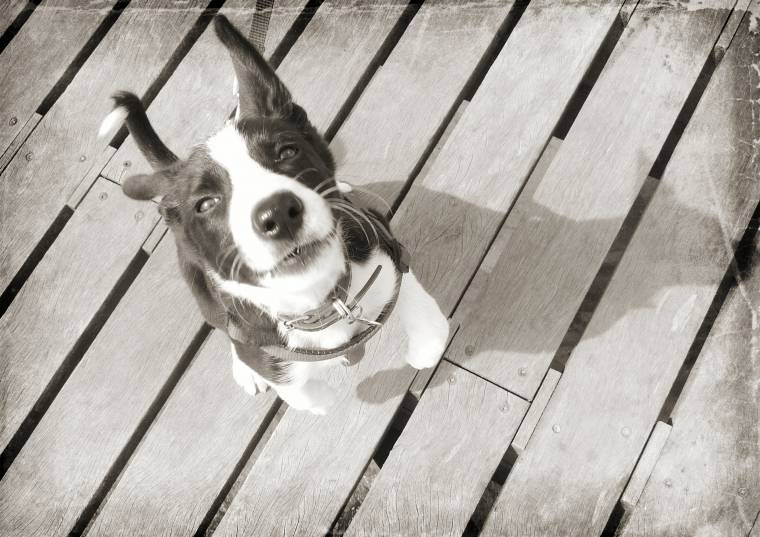 Mollie The Collie On The Beach: How Adorable? Mollie The Collie On The Beach: How Adorable?