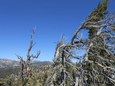 spiritual healing, conifers, lake tahoe trees, blue sky
