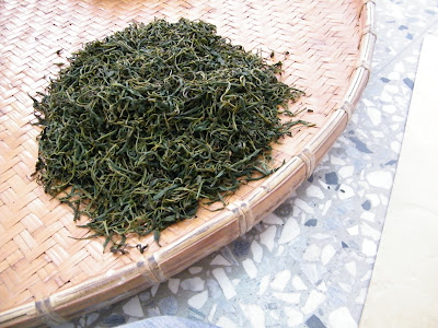 小葉紅茶 製作