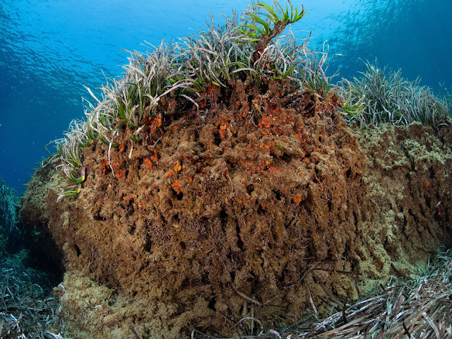 Seagrass meadows: an underwater time capsule for archaeology Seagrass meadows: an underwater time capsule for archaeology