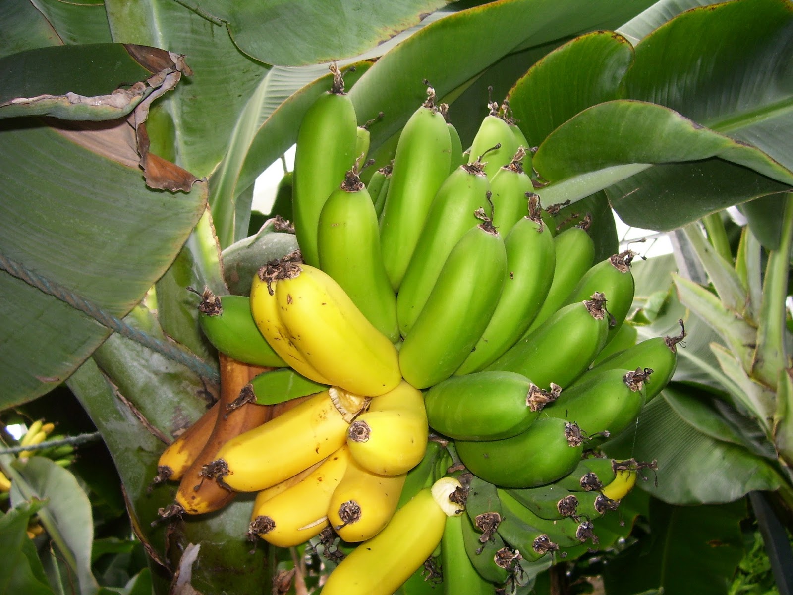 Postharvest Management Technologies PostHarvest Ripening of Banana