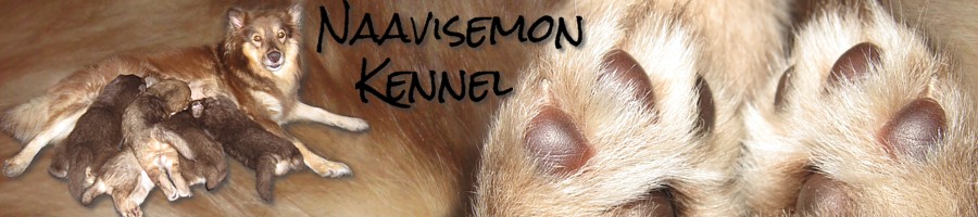 Naavisemon kennel