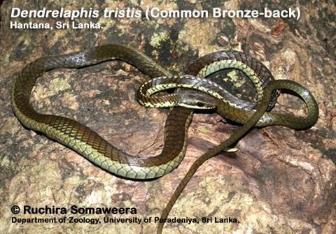 ශ්‍රී ලංකාවේ සර්පයෝ: 2014