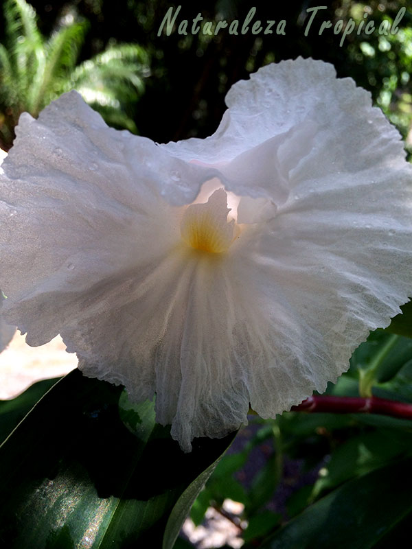 Flor de la planta Sombrero de Dama vista más de cerca, Cheilocostus speciosus