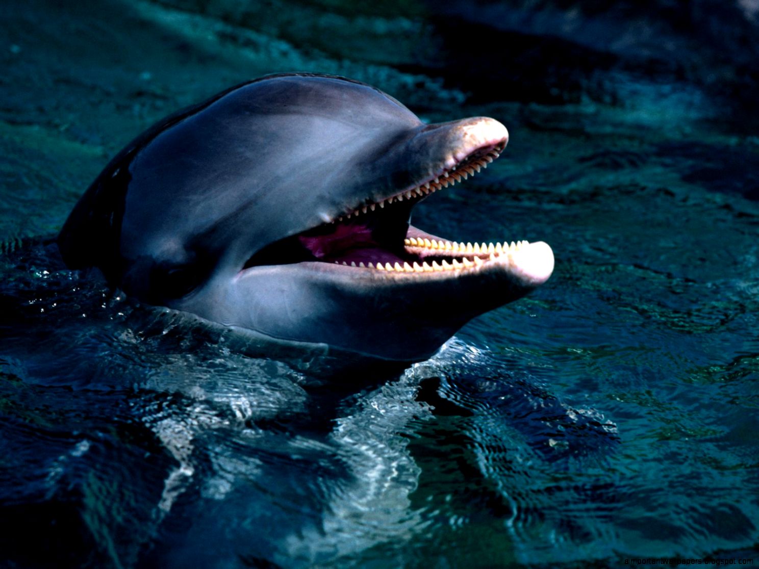 Bottlenose Dolphin Animals