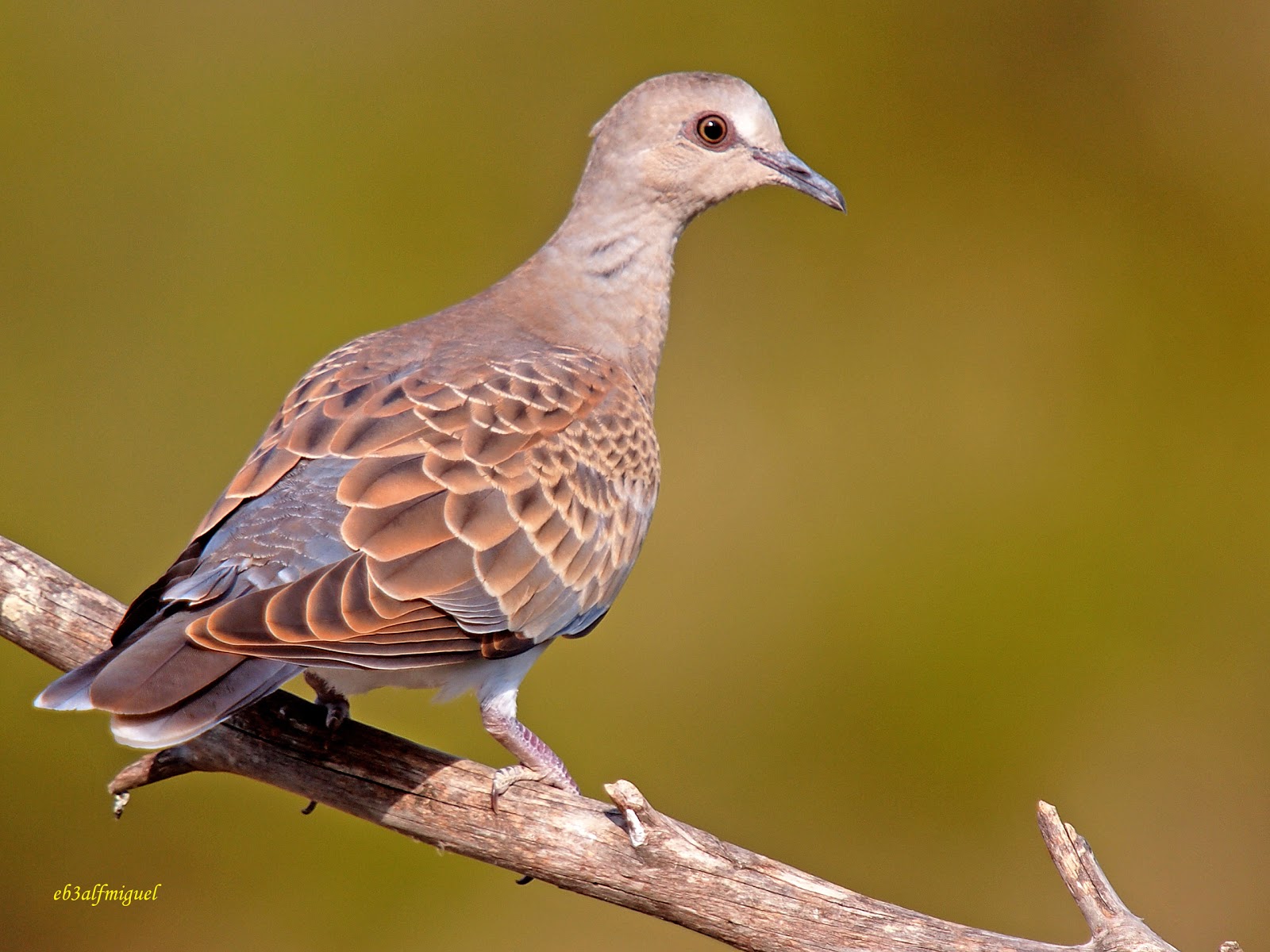 MIS AMIGAS LAS AVES Tórtola europea (Streptopelia turtur)